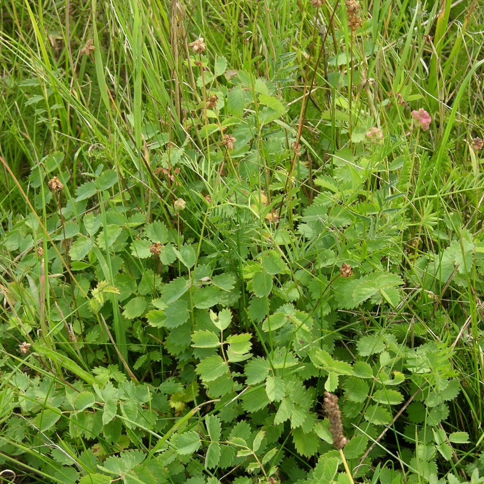 Bibernelle med grønne blomster