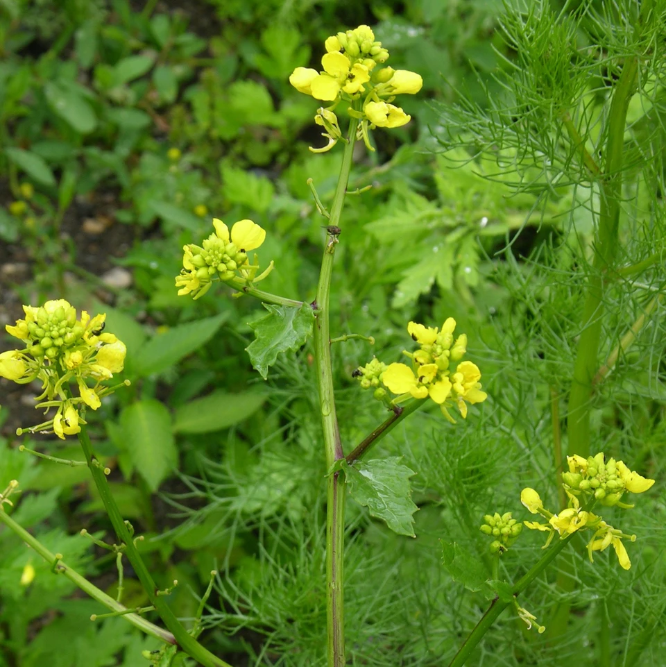 Agersennep-plante med gule blomster