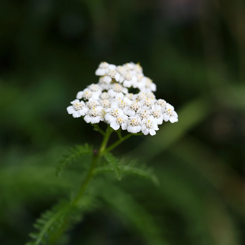 Almindelig røllike med hvide blomster