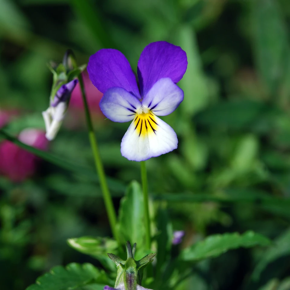 Almindelig stedmoderblomst