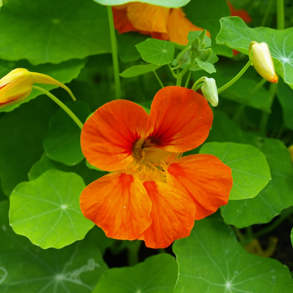 Blomsterkarse blade og blomst