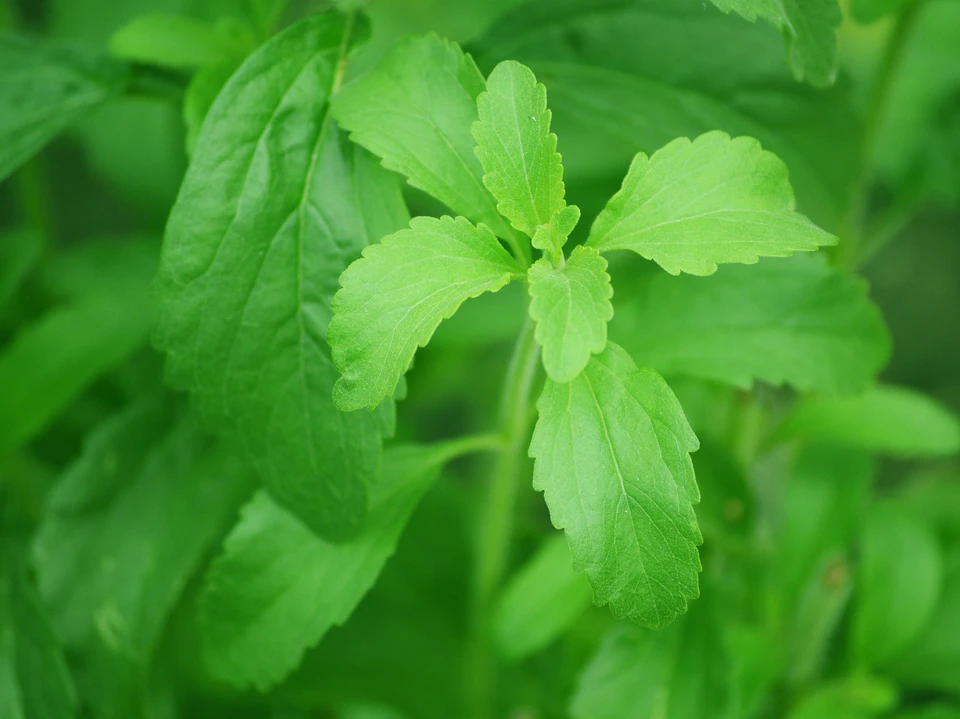 Stevia blade