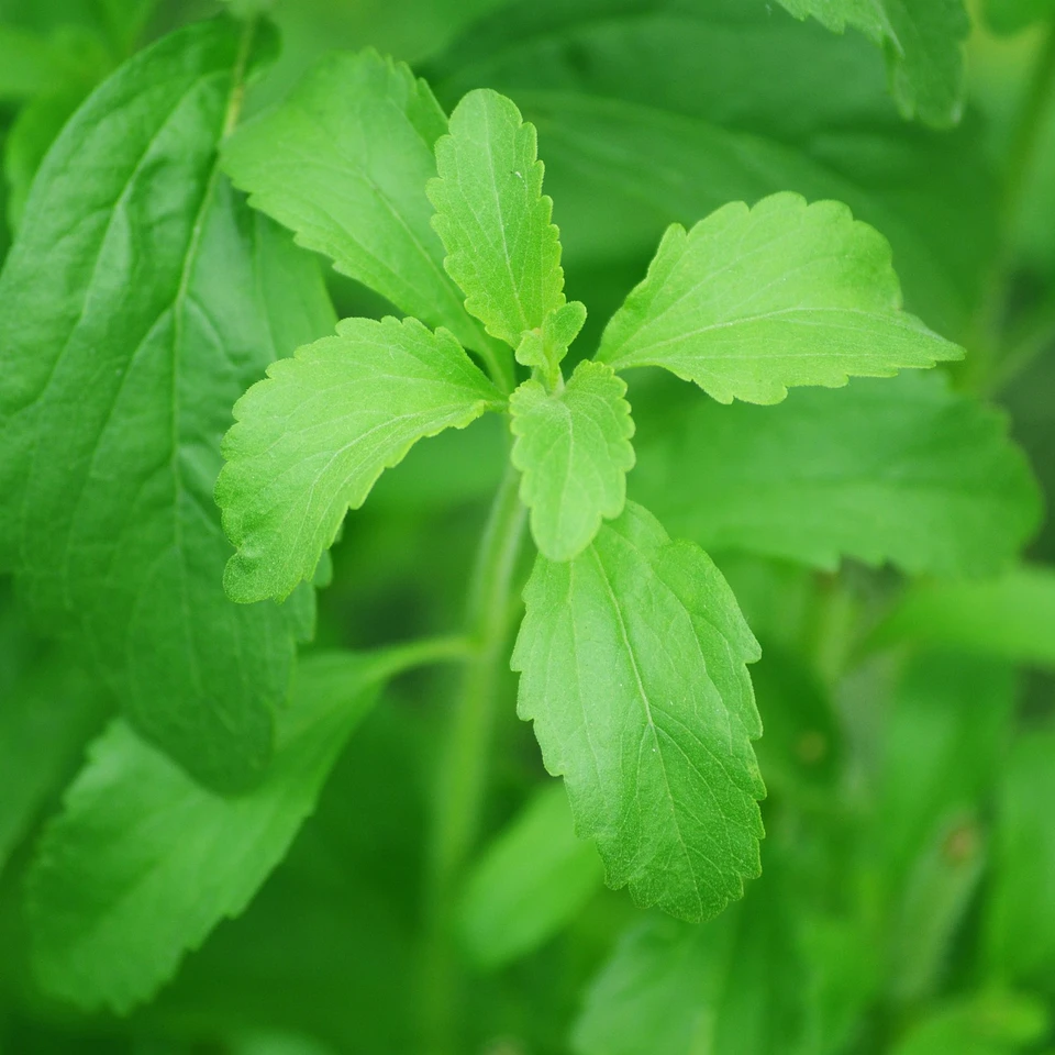 Stevia blade