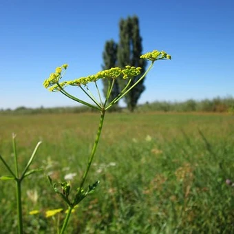 Vild pastinak