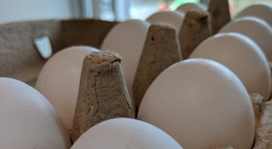 Hønseæg i bakke