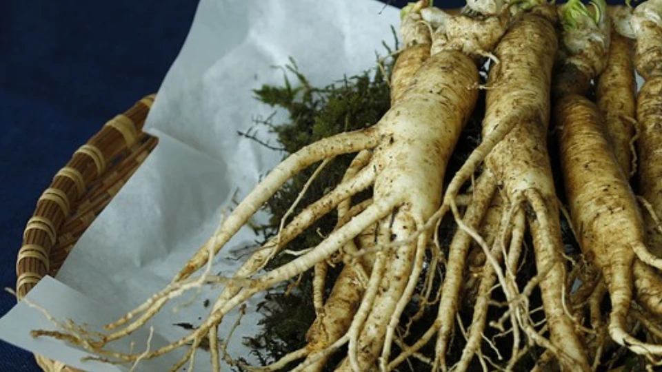 Er du gravid, barn eller bruger medicin? Så vær forsigtig med ginseng