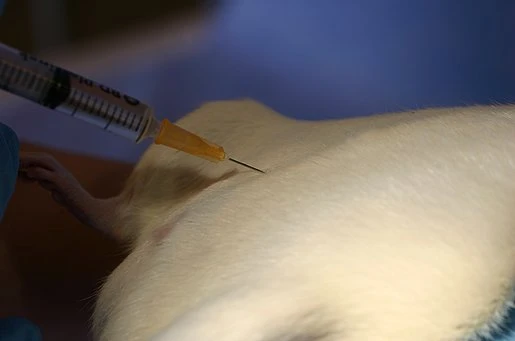 Intraperitoneal injektion, rotte