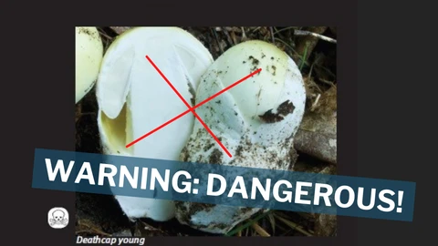 Comparison of young mushrooms: the top image shows a young Deathcap mushroom marked with a red cross and a warning label "WARNING: DANGEROUS!" indicating its toxicity. The bottom image shows young edible Paddy Straw Mushrooms. The image highlights the risk of confusing deadly Deathcap mushrooms with edible varieties. Logos of Fødevarestyrelsen and the Danish Ministry of Food, Agriculture and Fisheries are visible.