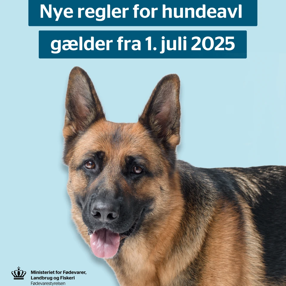 Nye regler for hundeavl gælder fra 1. juli 2025