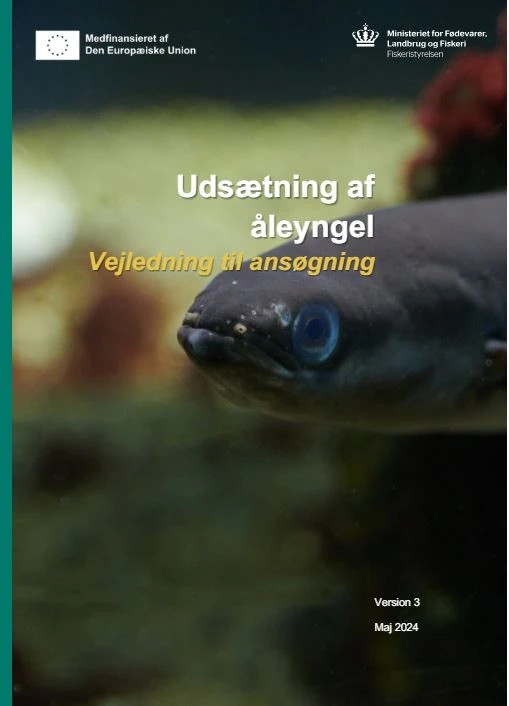 Udsætning af åleyngel