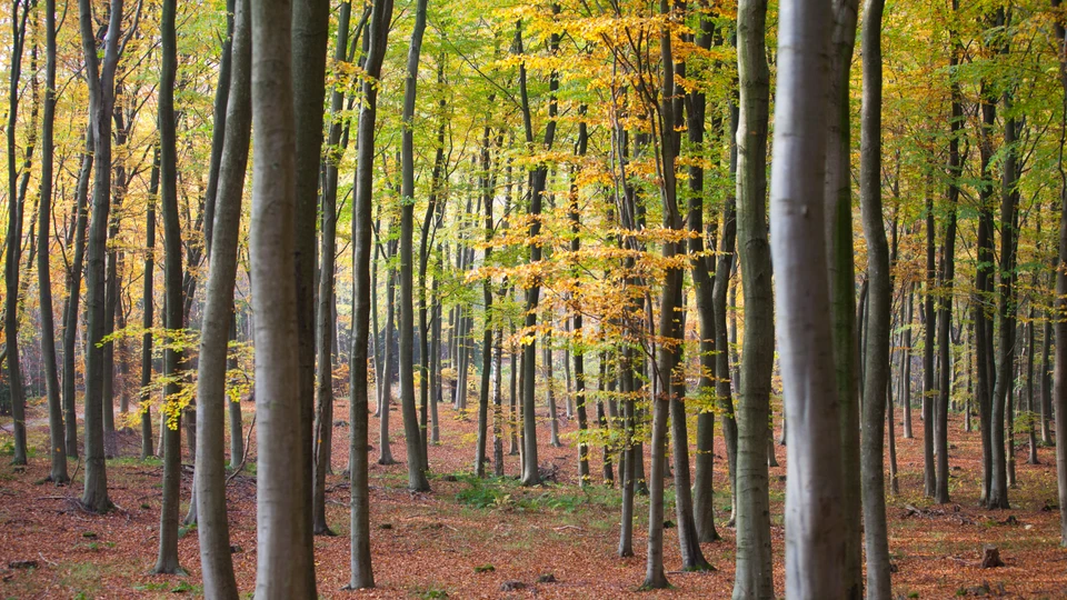 Skov