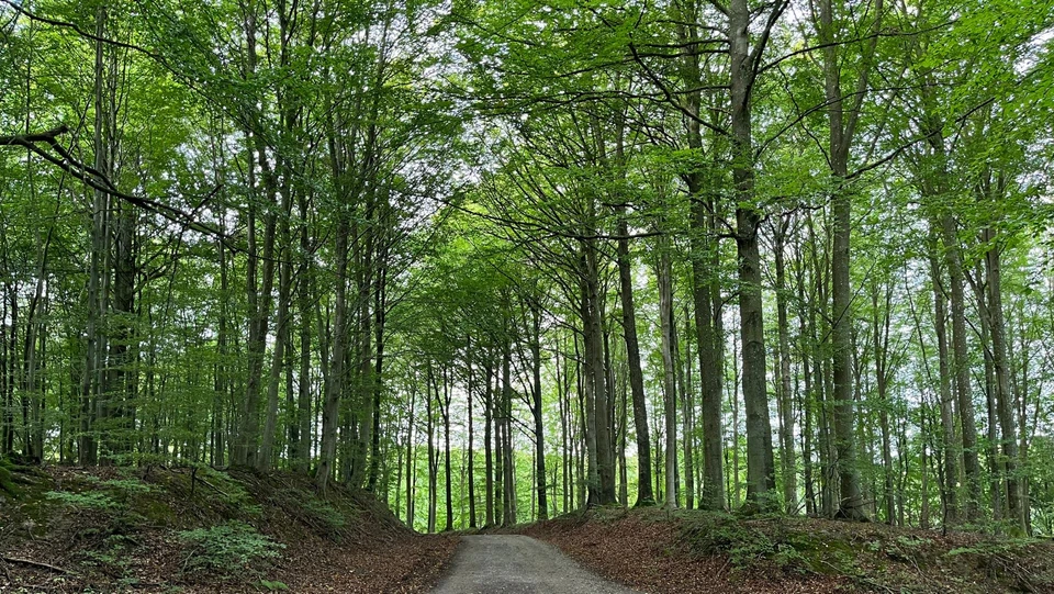 Skov
