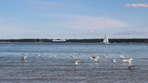 Måger over Øresund