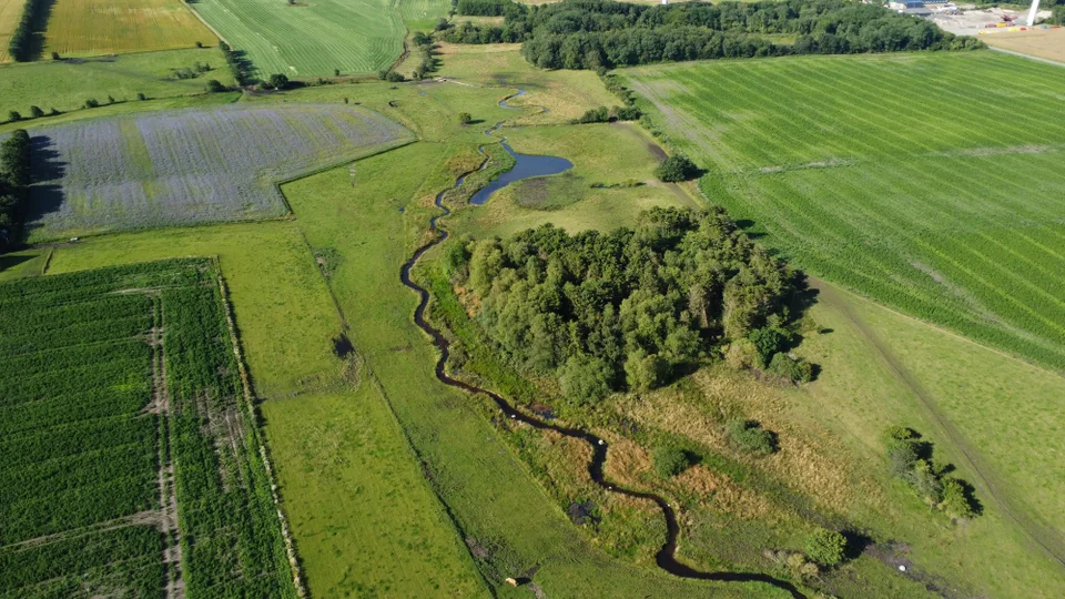 Naturgenopretningsprojekt i Viummølleå. billedet viser hvordan åen har fået et mere naturligt forløb.