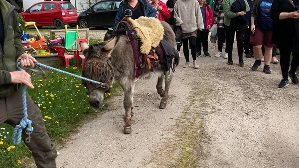 RENT LIV-dag med besøg fra æslet Ib. Foto: Skive Kommune
