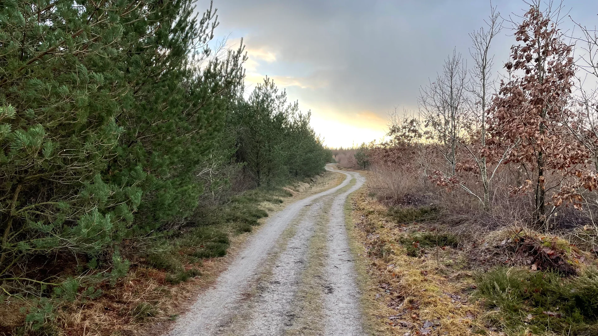 Sti i Skive Plantage
