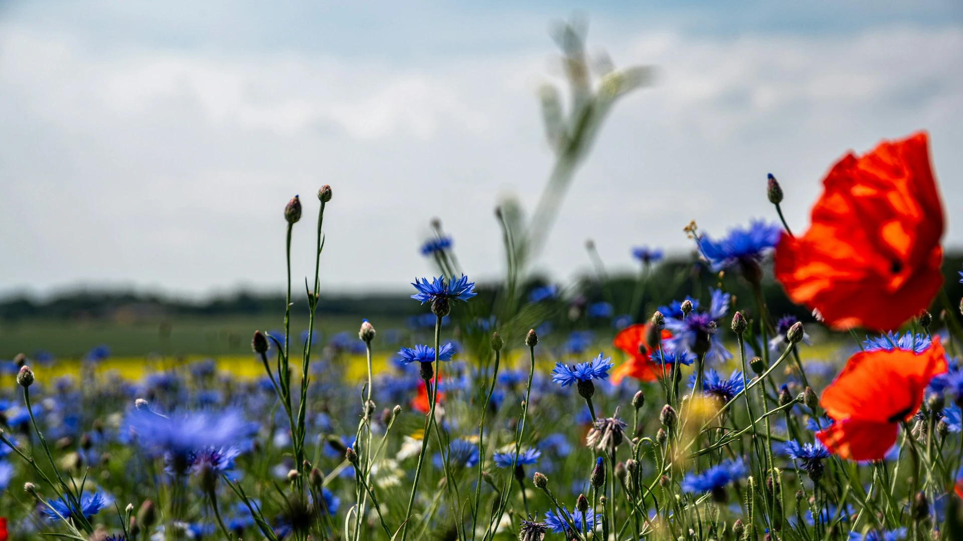 Klimalandsby Rødding og Lihme vil fremme biodiversitet