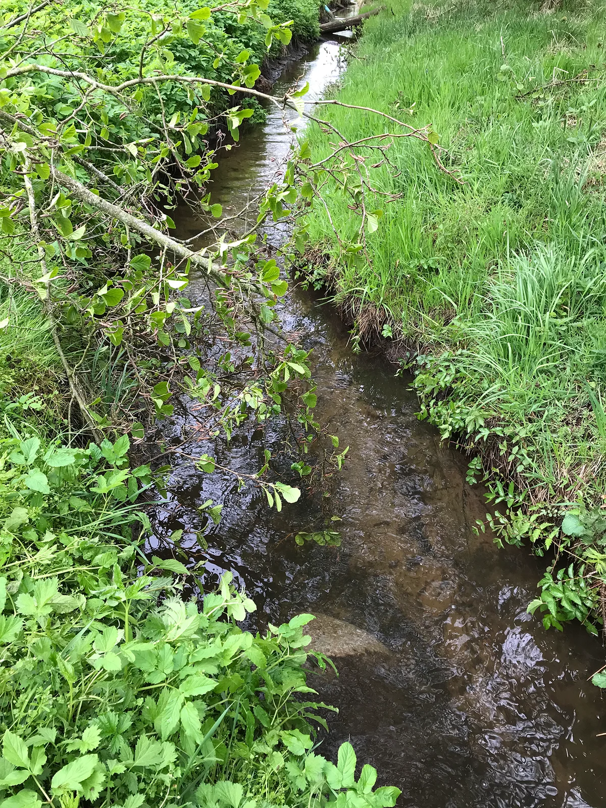 Udlægning af dødt ved (træ).