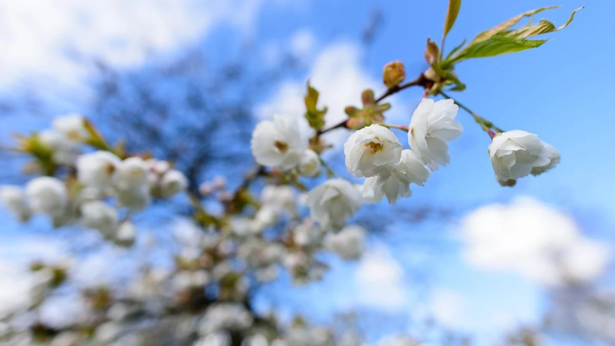 Gren med forårsblomster.