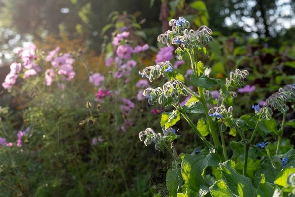 foto af plante.