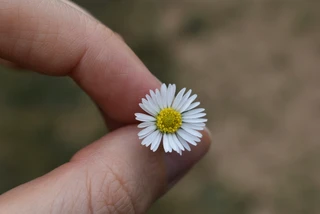 En marguritblomst mellem to fingre.