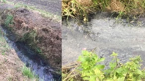 Eksempel på liglagen. Længerevarende ensilageforurening i et tilløb til Skærdalgrøft, Sydthy. Liglagen ses som et hvidt dække (svovl) og der kan til tider være små forureningstolerante arter, såsom røde slamorm eller røde myggelarver i liglagnet.