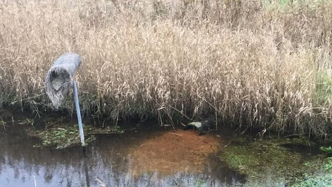 Okkerudledning fra dræn ved Sjørring Sø Kanal.