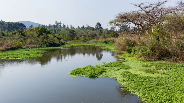 Billede af sø og grønt område med træer og planter