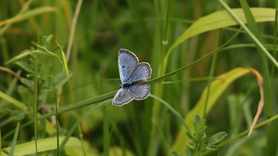 Billede af en blå sommerfugl på et græsstrå