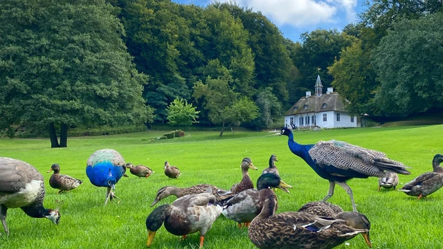 Liselund Park med påfugle