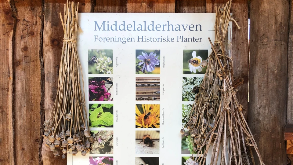 Tørrede blomster i Middelalderhaven på Møn