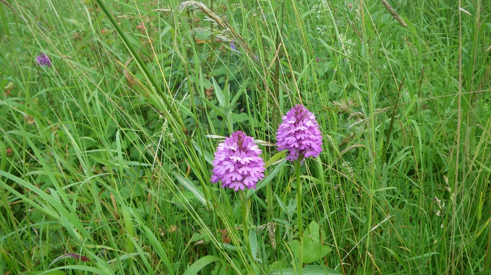 To horndrager på møn  