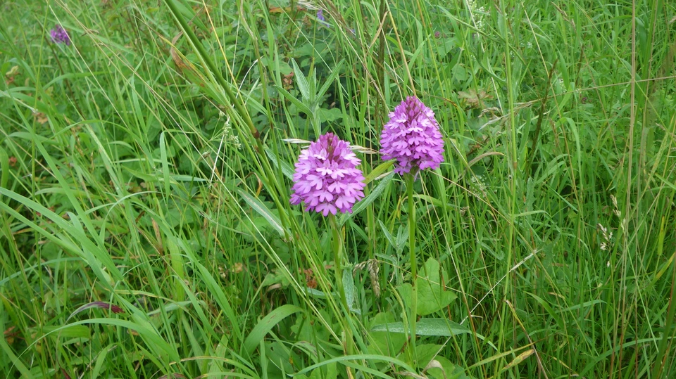 To horndrager på møn  