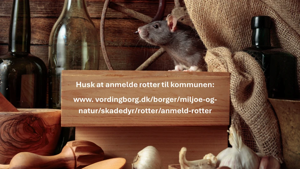 Billede af en rotte i et spisekammer med grafisk tekst om at huske at anmelde rotter