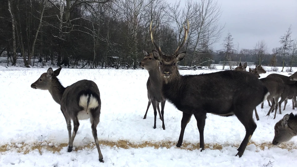 Sika-hjorte i vinterlandskab