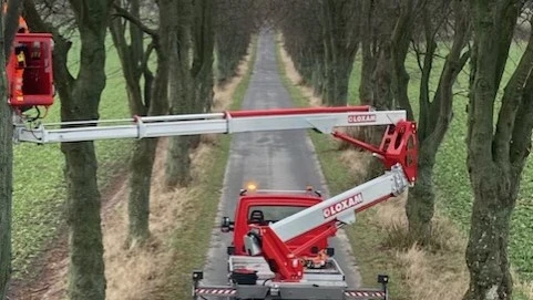 Mand beskærer vejtræer