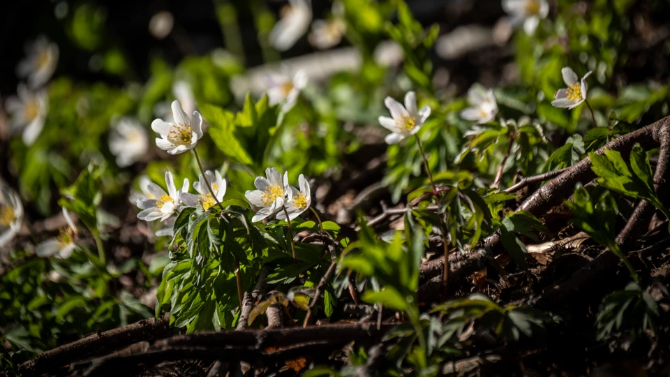 Anemoner i skovbunden