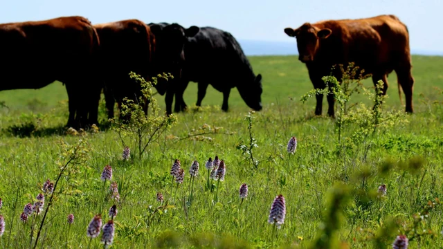 Stor Gøgeurt med kvæg i baggrunden