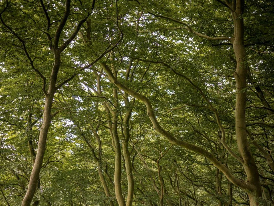 Bøgeskov ved Møns Klint