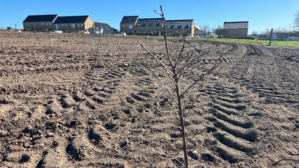 Billede af et ungt nyplantet træ på en bar mark