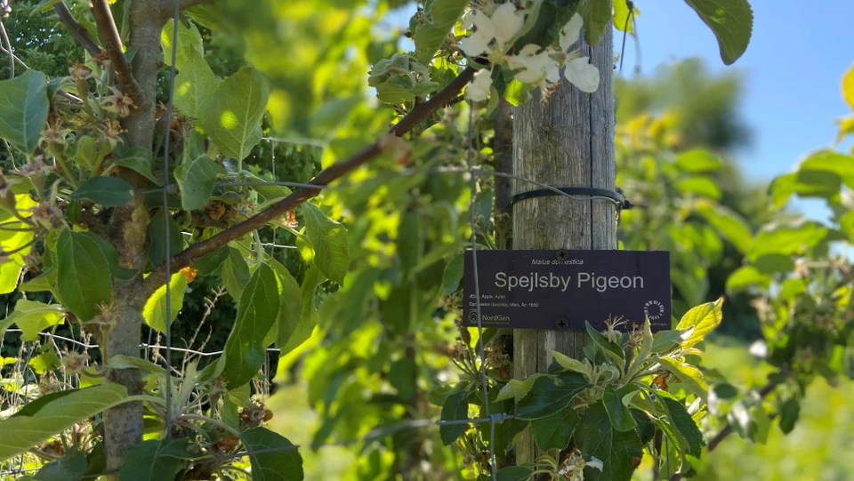Æbletræ Spejlsby Pigeon