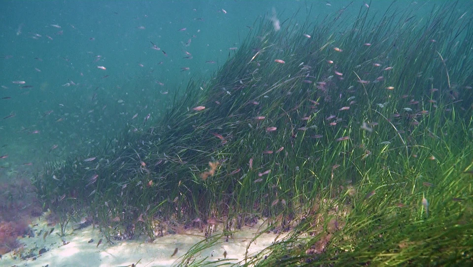 Hårbølle Snorkling På havets bund ålegræs og stem er toplettede kutlinger