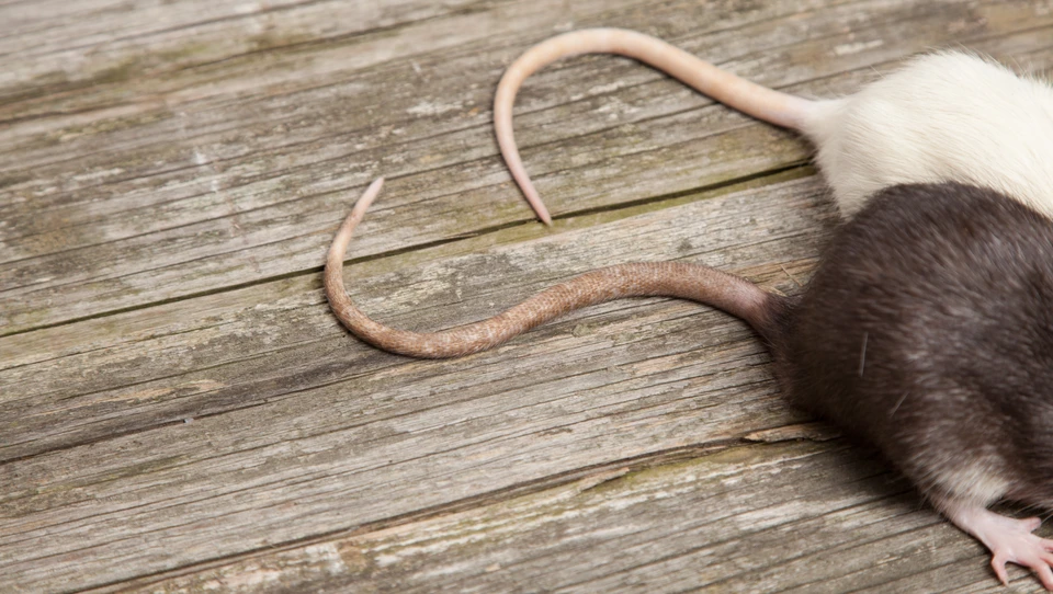 Billede af to rotter på en overflade af træ