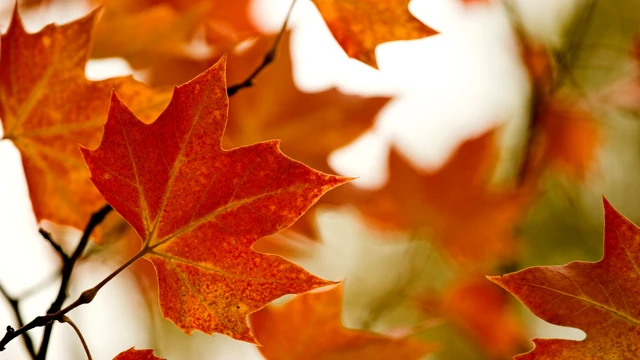 Efterårsblade i orange toner