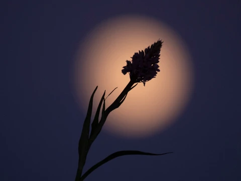 Dark Sky over orkide ved Høje Møn