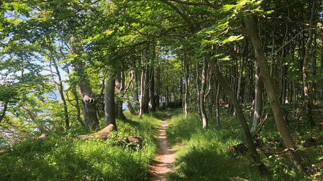 Sti i Vintersbølle skov